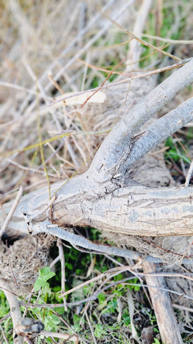 ‘Viure és molt més inexplicable que morir.’

Montserrat Abelló