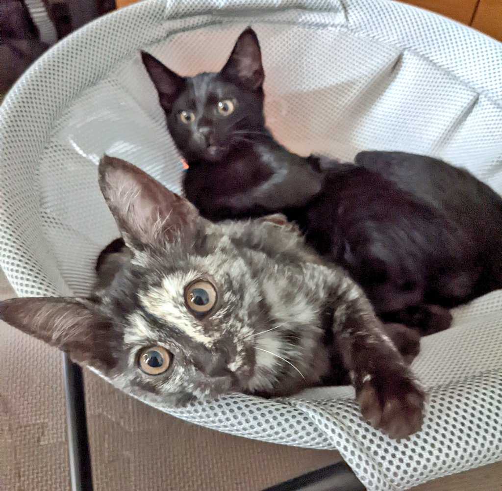 黒猫おはぎ(=^x^=)♪ 保護主さんへの報告を兼ねて始めたアカウントが1年経ったみたいです