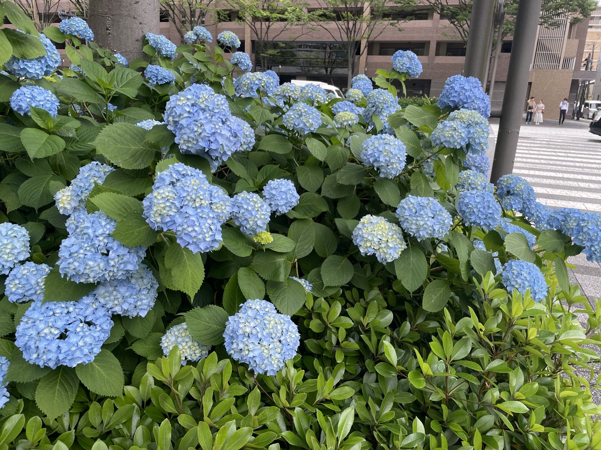 御池通り市役所前の紫陽花があまりに美し過ぎる・・・。
＃紫陽花