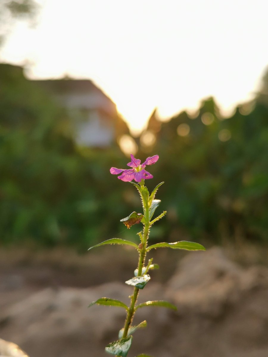 sidmalakar200's tweet photo. The Magic of Nature
#ShotOnSnapdragon #NationalPhotoMonth #Snapdrgon #NaturePhotography #HONORMagicMoment editted on @Lightroom @Snapdragon_IN @Snapdragon @Honorglobal @HiHonorIndia https://t.co/v6ie6o8b7O