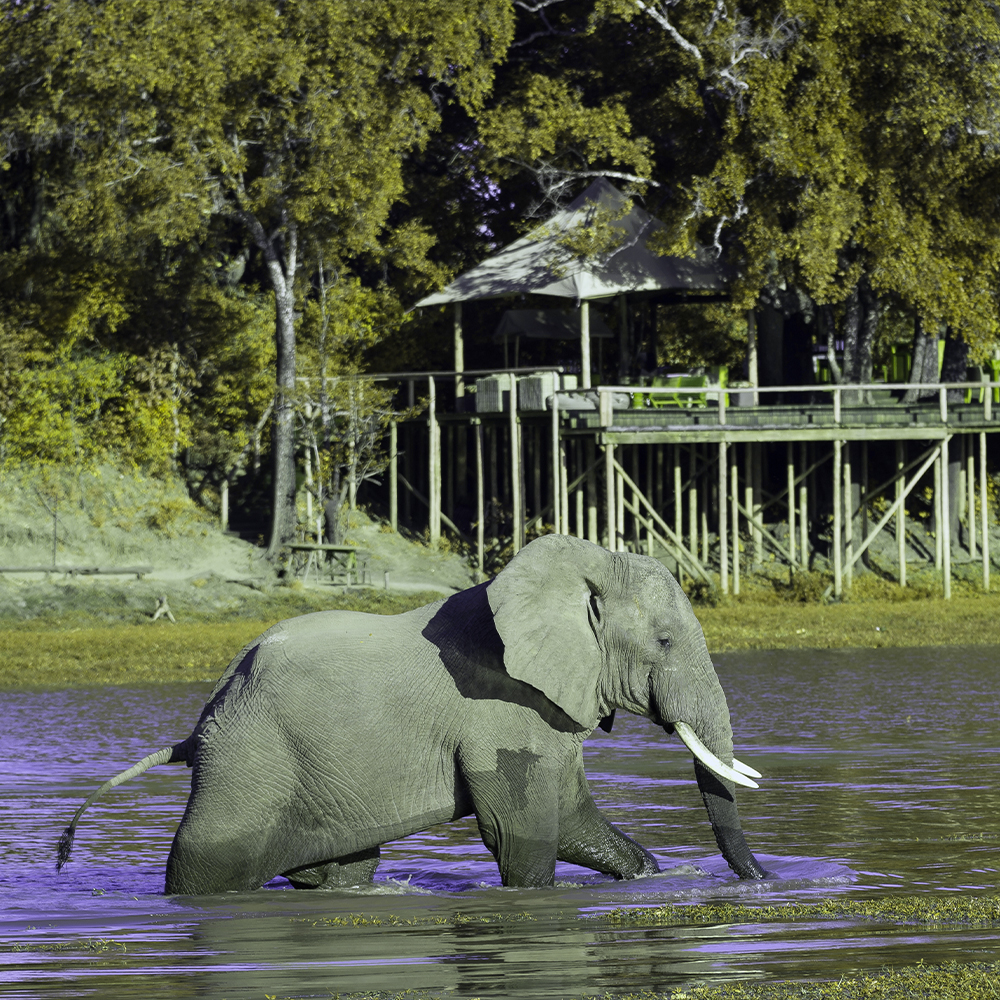 Situated along #Zambia's Luangwa River, thatch-roofed structures sit in the shade of ancient ebony trees 🍃 An elevated viewing deck boasts breathtaking views of the lagoon &amp; the unique wildlife below🐘🦛🦒🦓🐆 🦁 Discover Chindeni with My African Dream 👉 bit.ly/42JlYvN
