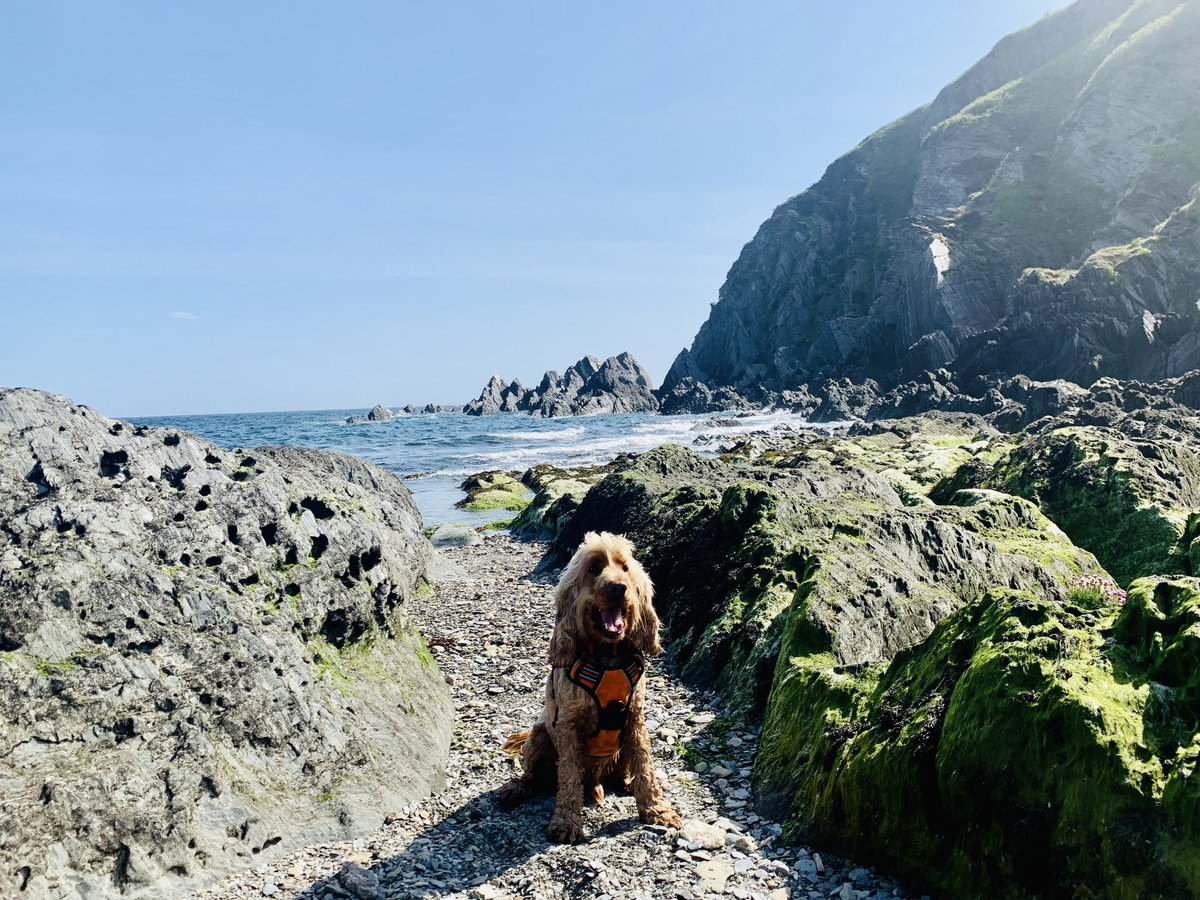 Day 147. Bennetts Mouth at high tide; Ziggy Stardust just back from a quick sea dip. #Woolacombe #Devon
#Mortehoe #NorthDevon
#SouthWest #SaltPath