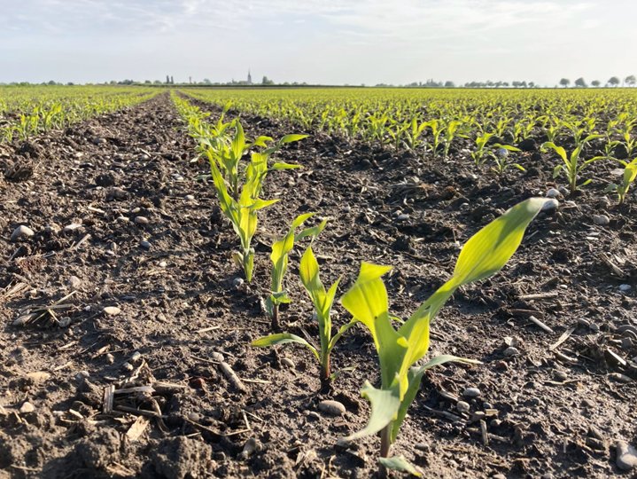 DEKALB_FR's tweet photo. #EnDirectDesChamps et des plaines d'Alsace
Notre petit chouchou DKC5812 se porte plutôt bien 💪

👉 DKC5812 est un hybride qui possède une très bonne capacité de compensation et qui n'a pas besoin d’être monté en densité pour performer
https://t.co/Yd2sR0HZyd https://t.co/9myhKRQLWH