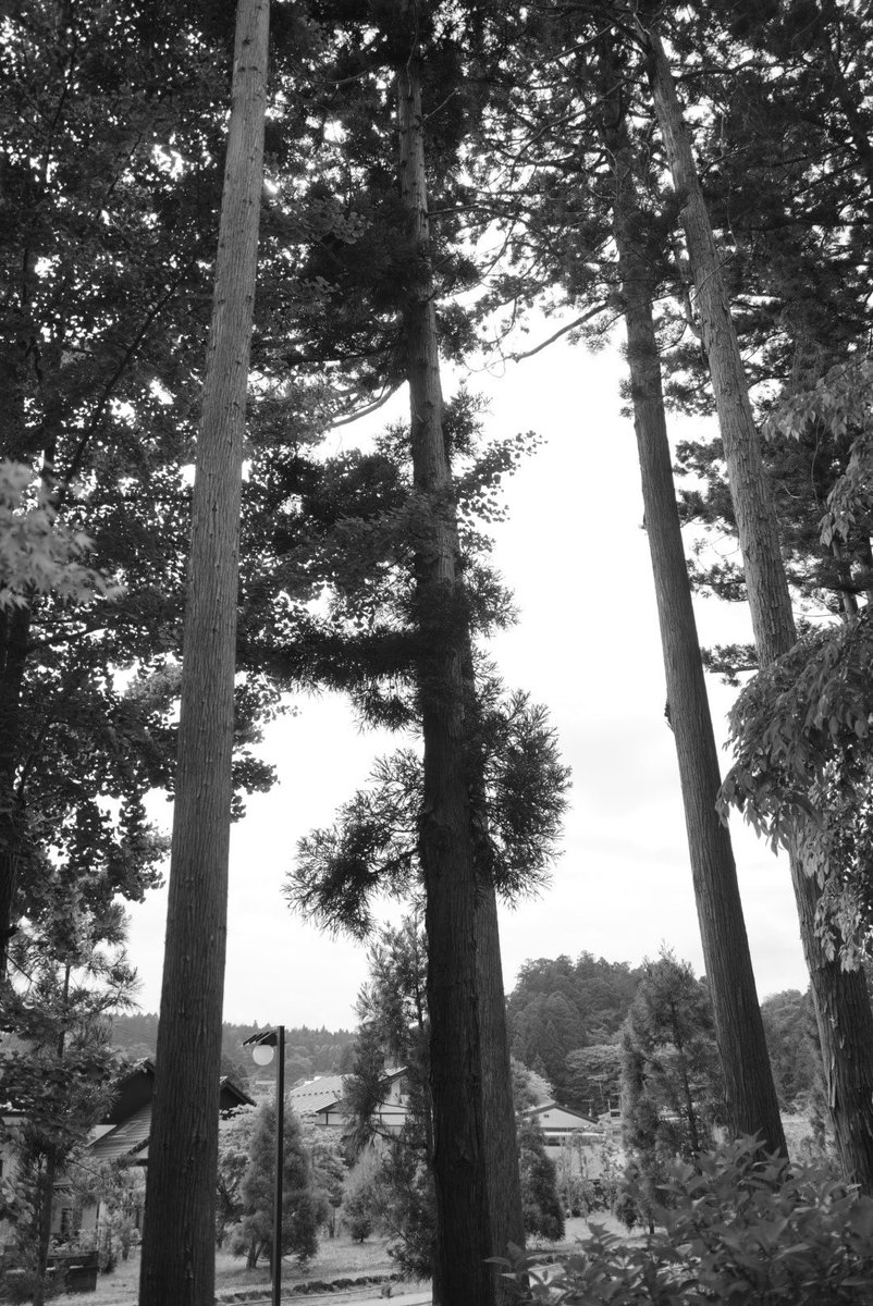 toyokun420's tweet photo. 仙台スナップ
•*¨*•.¸¸♪
瑞巌寺
#α7R5 #タムロン2040
#タムロン28200
#KANIフィルター
#starフィルター
#vividCPL https://t.co/qZQgqZISzv
