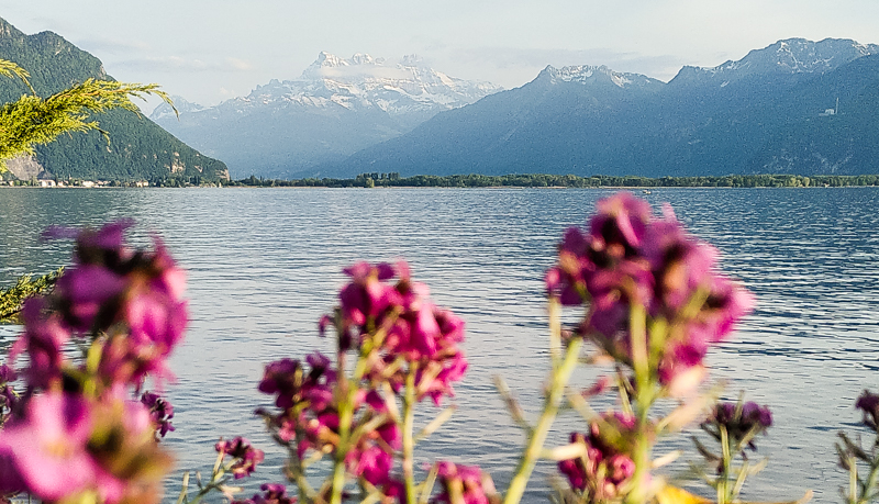 Die Sommersession zur Biodiversitätsinitiative, mit einer letzten Differenz zur Agrarpolitik 2022+ und weiteren Themen: unsere Empfehlungen in der Sessionsvorschau mailchi.mp/agrarallianz/s…