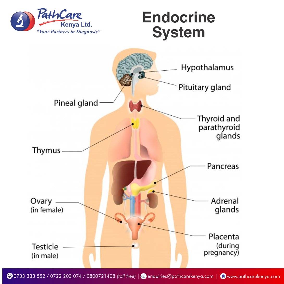 PathcareKenya's tweet photo. The endocrine system is made up of various glands located throughout the body. Together with the nervous system, it controls and regulates all bodily functions.

#LearnWithPathCare
#PathToCare https://t.co/tPLw8zh3fy