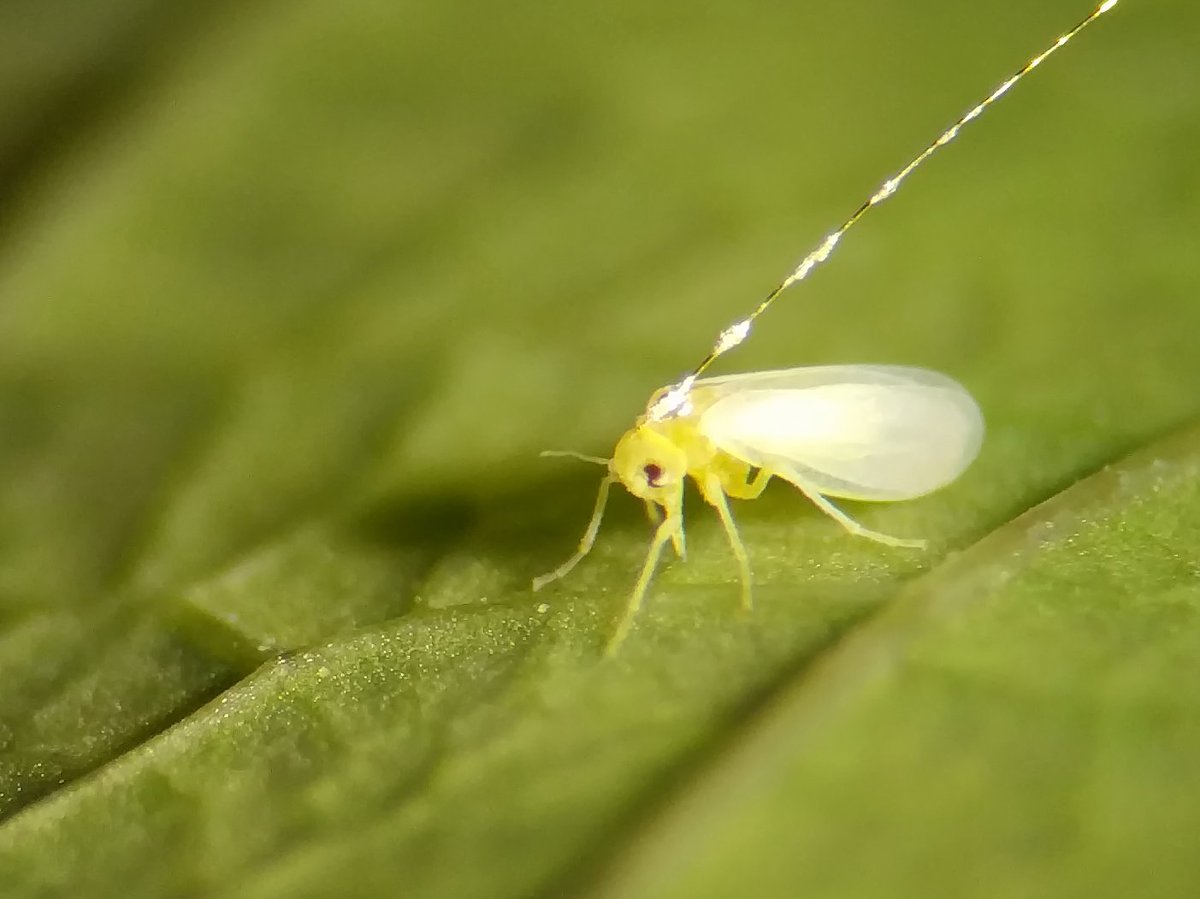 🌿🌍 Cassava Pest🇹🇿🌿

New research in #Tanzania by Massoud Amour &amp; a team from #IITA, <a href="/chem_ecol/">Keele Chemical Ecology</a> &amp; Uni Dar es Salaam has revealed the potential for controlling the #cassava whitefly pest &amp; virus vector using natural botanical oils. Check the link 👇

t.ly/ul0dp