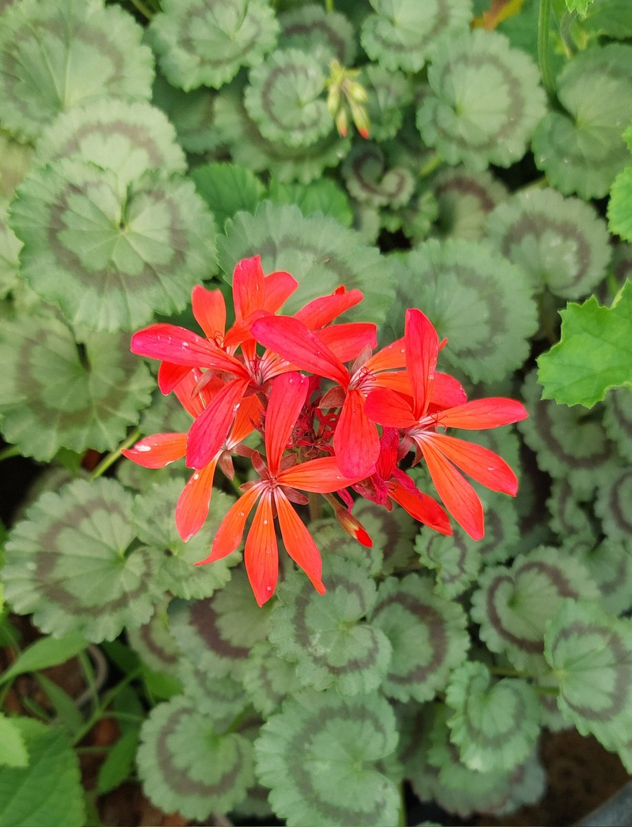 PlantPref's tweet photo. Any Pelargonium experts out there care to ID this one? Very compact bushy plants, we suspect a species hybrid. 20cm tall. Gift from a customer without a name.
@MrPelargonium
@WoottensPlants
@FibrexNurseries
?
#pelargonium #lostlabel https://t.co/aCcFtS1V7z