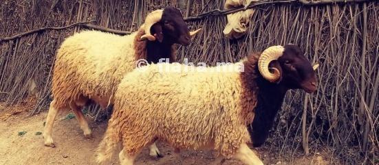 The highly regarded  Amazigh breeds of sheep ⭐️ 
Asrdi , admman , abrgui