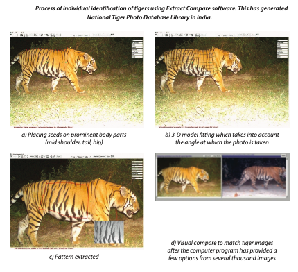 National Tiger Conservation Authority on Twitter: 