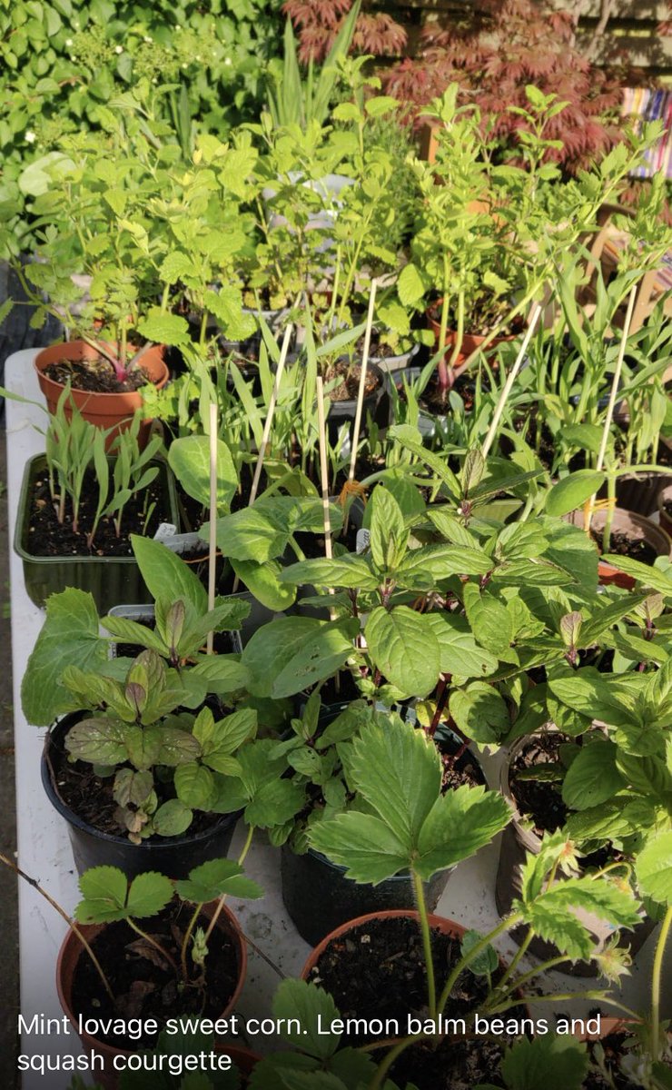 PLANT SALE happening at the gallery on 1st weekend of June (3+4) - beans, sweetcorn, courgettes, herbs, shrubs, flowers… fruits - all blooming marvellous …