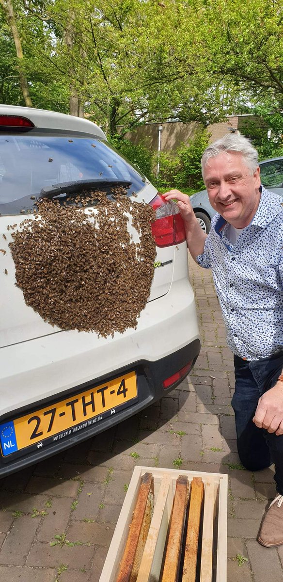 pimlemmers's tweet photo. Vanuit het land veel meldingen van bijenzwermen. Onschuldig, maar voor velen angstaanjagend. Een regionale imker, te vinden via onderstaande link, is er blij mee.
https://t.co/FAoB5UvUBY
#bijen #honeybees #bijenzwerm #pollinators #honingbijen #imker https://t.co/2lQzgDhYp2