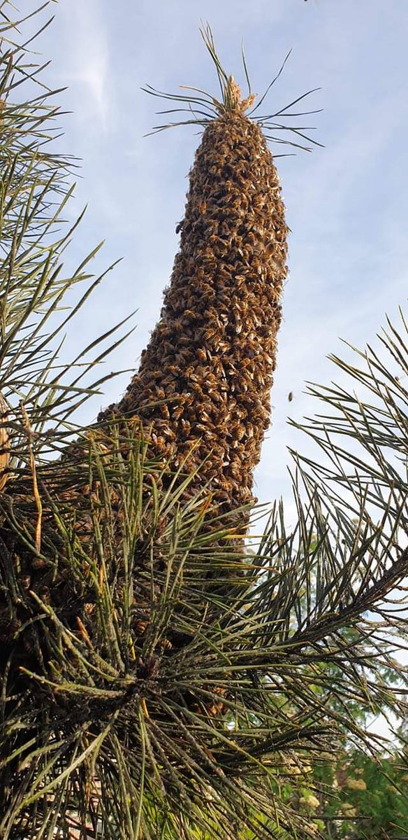 pimlemmers's tweet photo. Vanuit het land veel meldingen van bijenzwermen. Onschuldig, maar voor velen angstaanjagend. Een regionale imker, te vinden via onderstaande link, is er blij mee.
https://t.co/FAoB5UvUBY
#bijen #honeybees #bijenzwerm #pollinators #honingbijen #imker https://t.co/2lQzgDhYp2