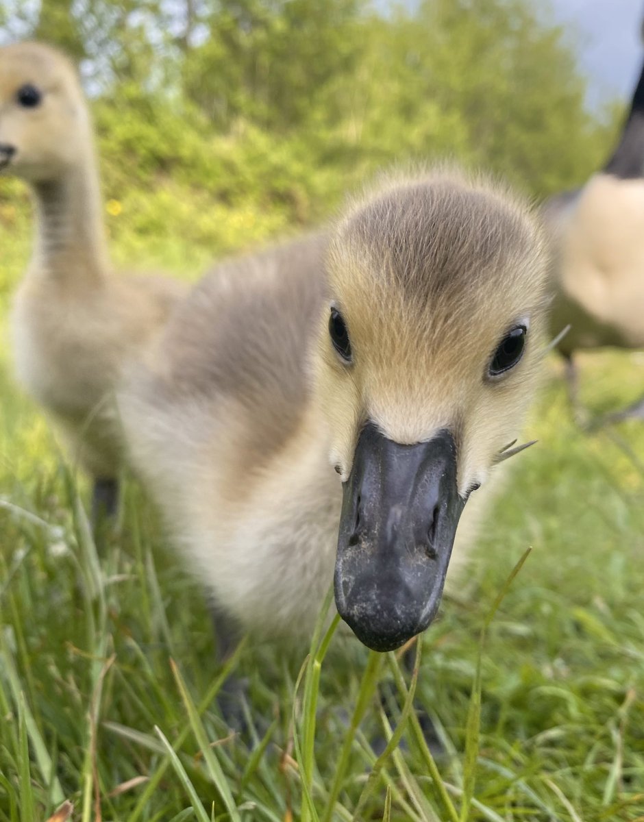 Are you my mum. @UniofReading whiteknights Lake #gosling #