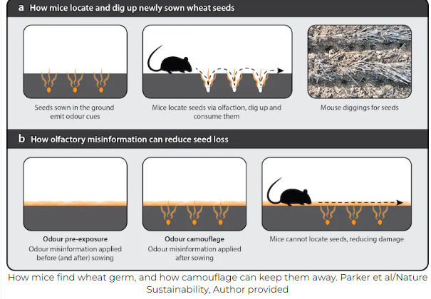 Spraying wheat bran oil can cut mouse related crop damage by 53-72%.
With less grain available to mice, conventional baiting in tandem would probably be more effective, and less costly.

#mouseplauge #mice #rodents #baiting #ratsack #poison #pestcontrol

graincentral.com/research/chemi…