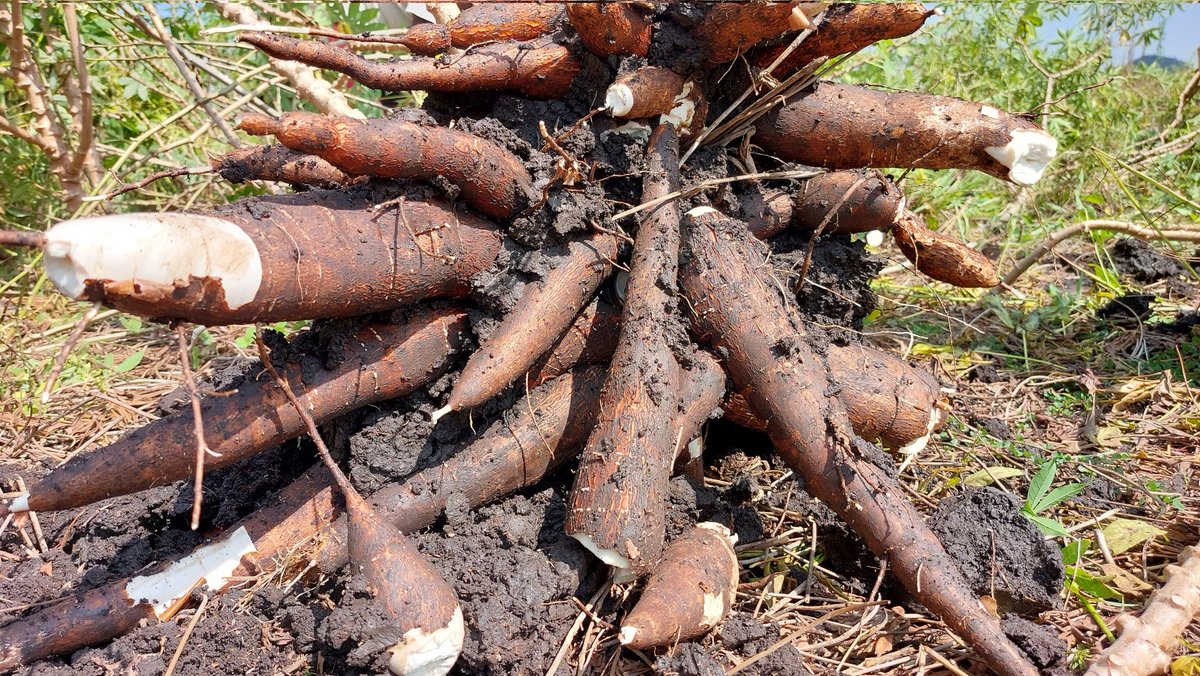 LactoneInvest's tweet photo. How do you decipher a high cyanide content or "poisonous" cassava? https://t.co/wDCp2BPM7K