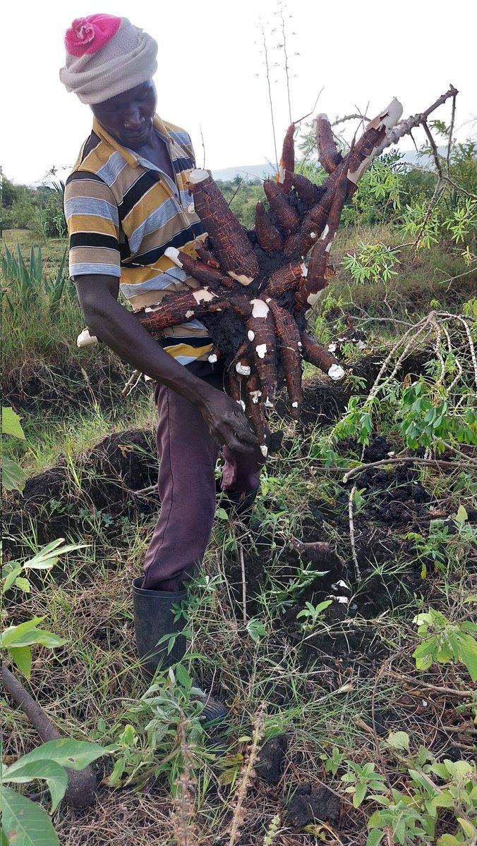 LactoneInvest's tweet photo. How do you decipher a high cyanide content or "poisonous" cassava? https://t.co/wDCp2BPM7K