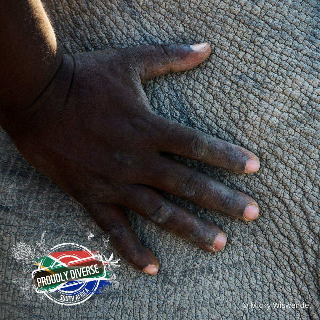 🦏 For 20 years, WWF’s Black Rhino Range Expansion Project has created 15 new black rhino populations. Today the total number of black rhinos in Africa is 6195 of which 2000 are in SA. 📈

Share this post to celebrate this #ProudlyDiverseZA heritage.