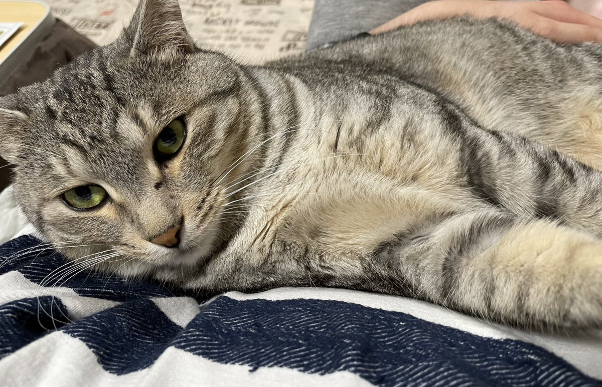 甘えん坊の猫様🐈🐱
暖かいです✨☺️