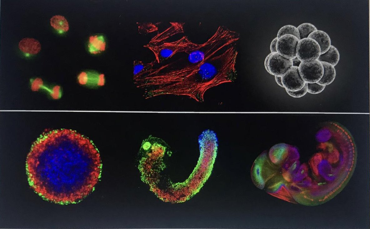 SantosLaB (@santoslab8) on Twitter photo Job alert!
Want to join our wonderful lab <a href="/TheCrick/">The Francis Crick Institute</a>? We have two funded positions open!
Postdoctoral position (4 years) and Senior scientist (SLRS) (2 years with possibility to extend).
Please contact me for details! Job alert!
Want to join our wonderful lab <a href="/TheCrick/">The Francis Crick Institute</a>? We have two funded positions open!
Postdoctoral position (4 years) and Senior scientist (SLRS) (2 years with possibility to extend).
Please contact me for details!