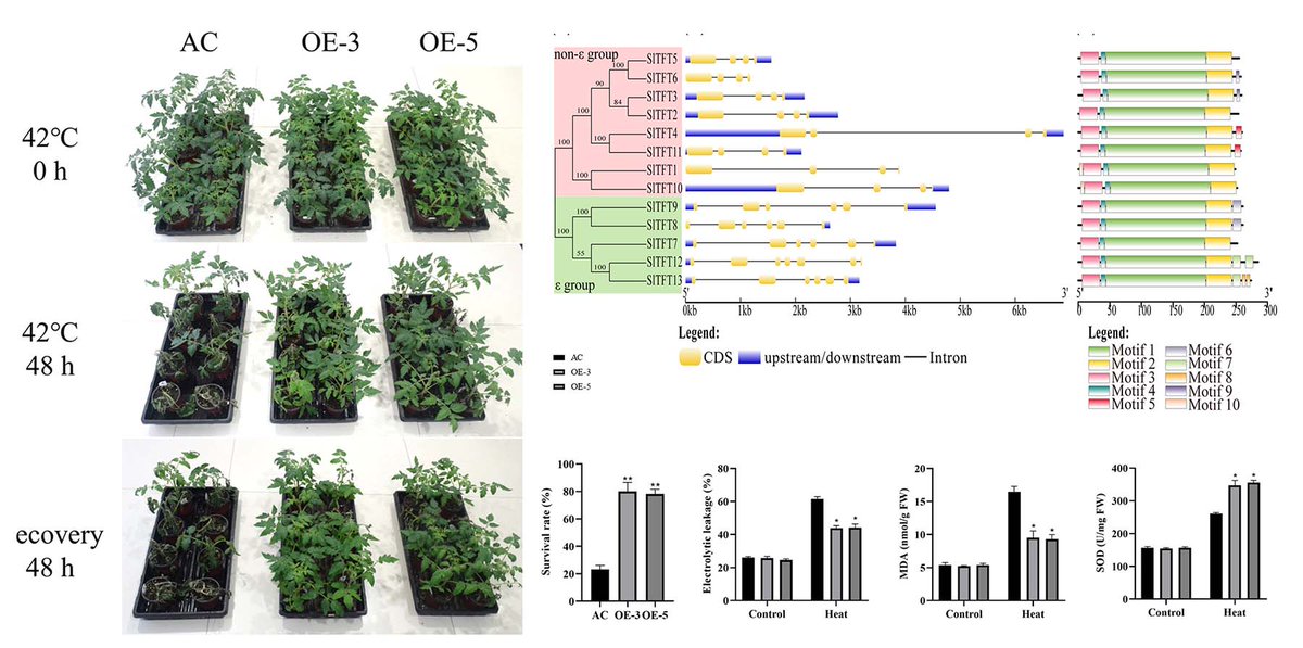 🍅 What are the 14-3-3 family genes in tomato? Family analysis with emphasis on their role during heat stress. #heatstress #tomato #TranscriptionFactor
Read more bit.ly/3HcN9pQ