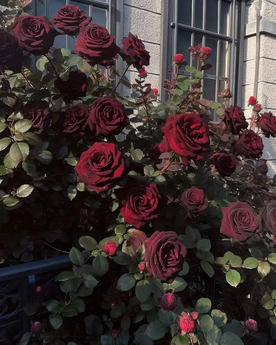 poeticalphotos's tweet photo. beautiful roses. https://t.co/RL1io7Etfs