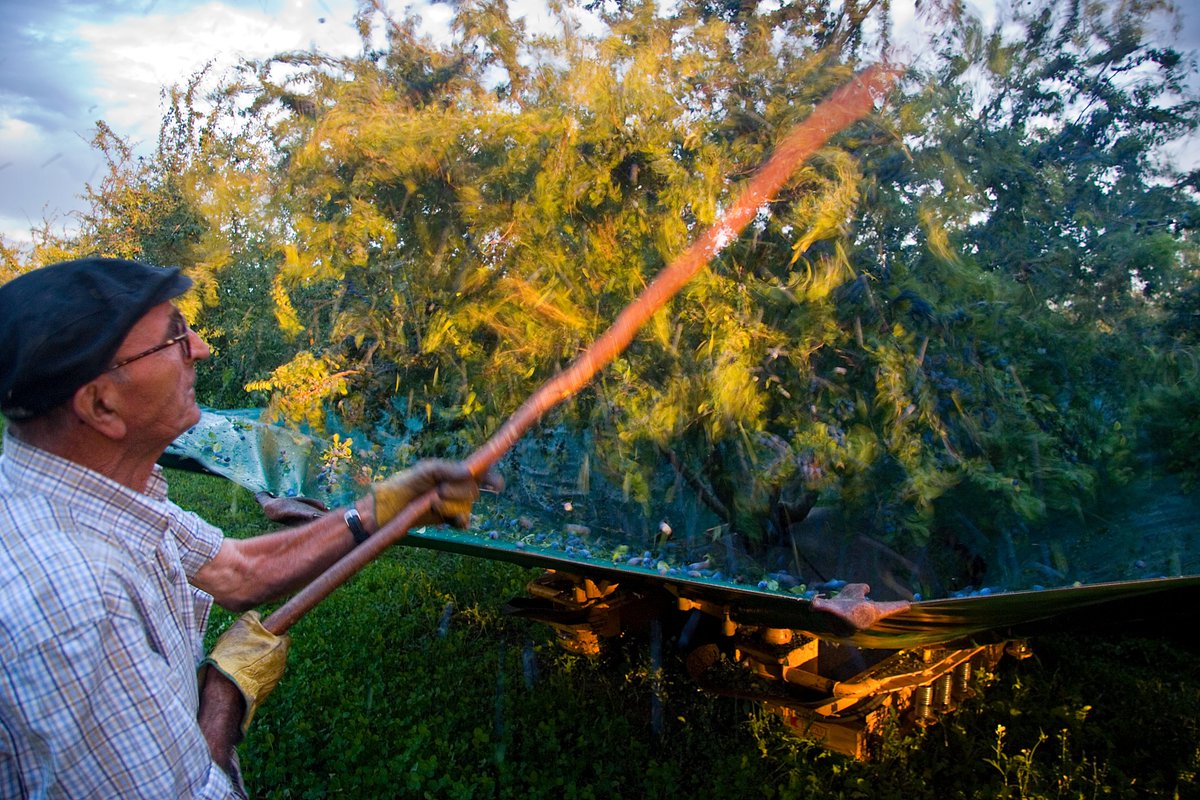 jmdepablo's tweet image. El Camino de Santiago y los ríos Ebro y Arga son los vértices del triángulo del @PacharanNavarro, una tierra donde descubrir un legado centenario que se palpa en cada pueblo, cada campo de endrinos y cada bodega de la D.O. 
Nuevo reportaje para @Cerodosbe  economiadigital.es/tendenciashoy/…