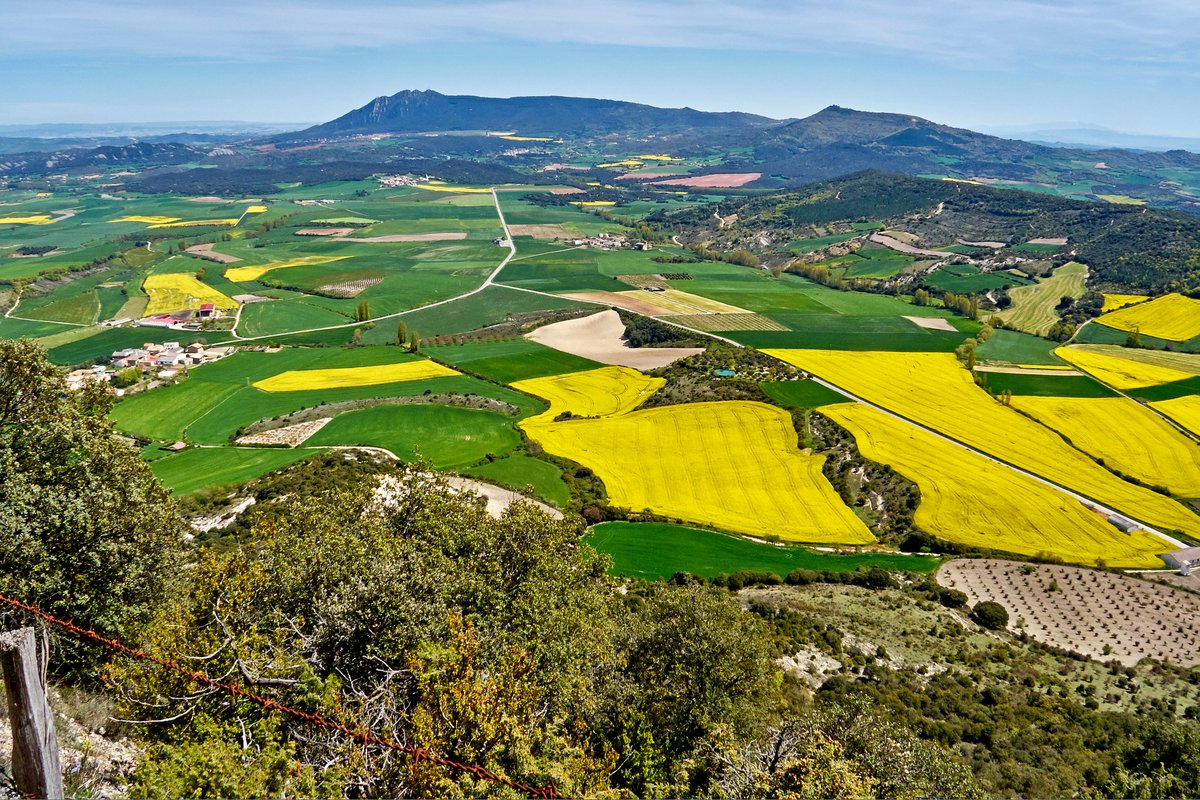 jmdepablo's tweet image. El Camino de Santiago y los ríos Ebro y Arga son los vértices del triángulo del @PacharanNavarro, una tierra donde descubrir un legado centenario que se palpa en cada pueblo, cada campo de endrinos y cada bodega de la D.O. 
Nuevo reportaje para @Cerodosbe  economiadigital.es/tendenciashoy/…