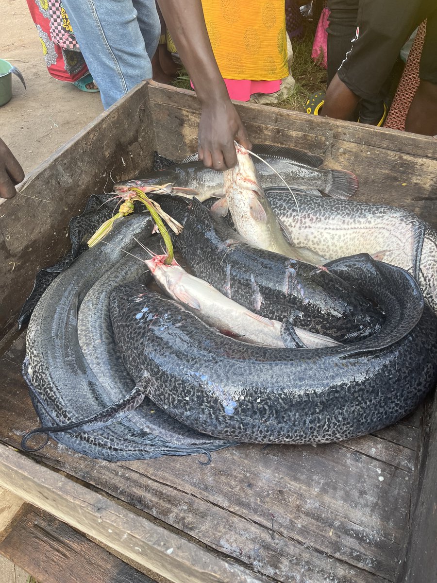 Ekyanyanja tekikujunda, kwihaho Nikitenga” which loosely translates to; “Here fish does not rot, it simply loses quality but regardless will remain useful. #smallscalefisheries