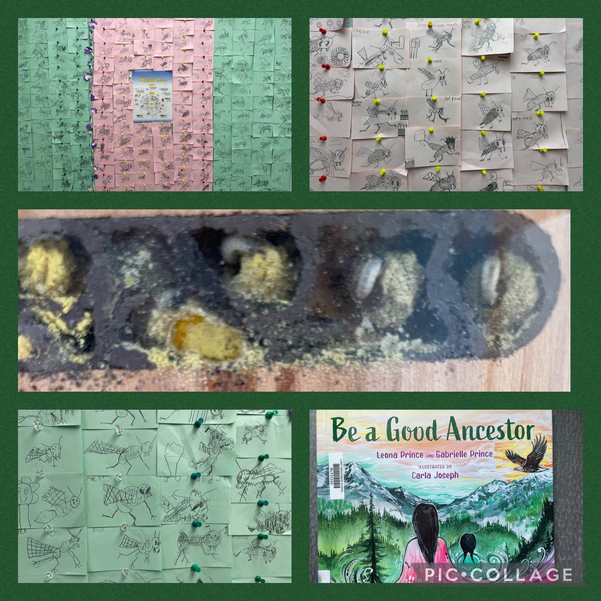 “Be a Good Ancestor” has been the foundation of much of our learning this year. Students continue on this journey and drew mason bees in library this week. Adult bees are gone &amp; now, mason bee eggs have become larva, eating the pollen their mothers left for them. @newwestschools