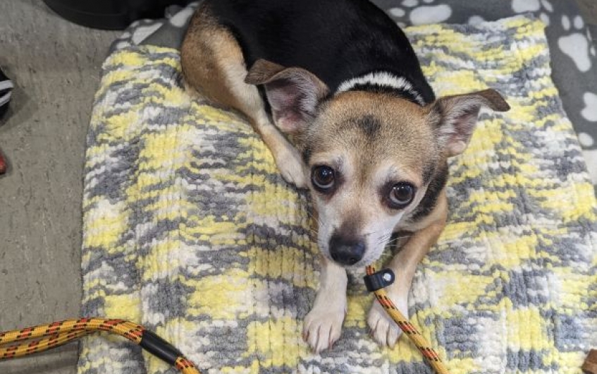 Please retweet to help Pansy find a home #LANARKSHIRE #SCOTLAND #UK

Very nervous #Chihuahua Cross aged 2-3. She is not used to human contact and needs an adult home with experience of nervous dogs. She can live with another dog. 
DETAILS or APPLY👇
scottishspca.org/rehome-a-pet/1…
#dogs