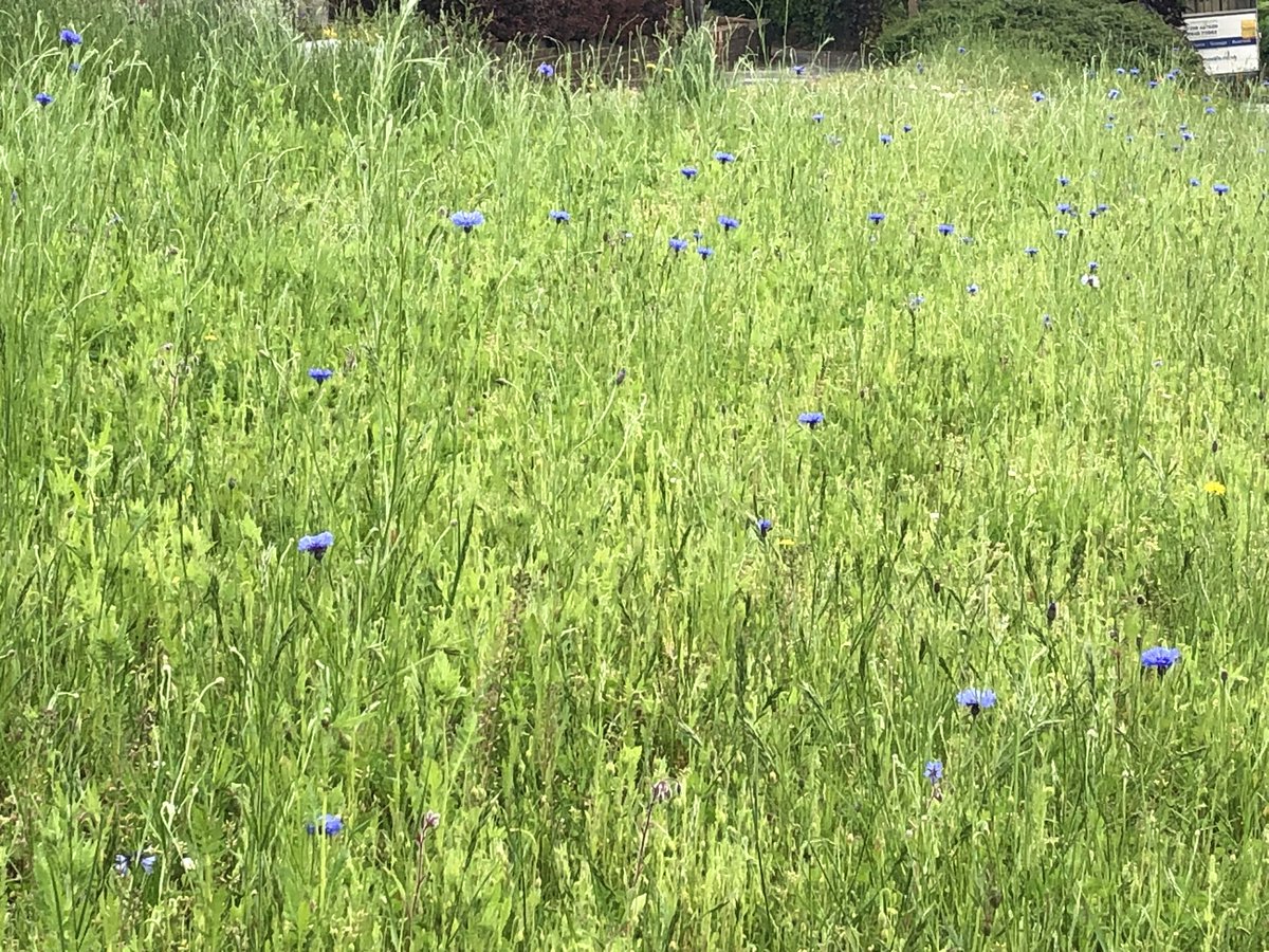 Our largest urban meadow looking fantastic on #HactonLane planted by the local #community really hoping that this one is a success and is the first of many more 💚🤞🏼  #Hornchurch #urbanmeadow