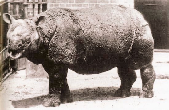 IndiaArtHistory's tweet photo. The last known pic of the Rhino of Sunderbans. They went completely extinct by 19th cent. due to unregulated hunting by the British.
This last Rhino was sold to @uk_zoo for £5K &amp; lived there till it died in 1885.
With its death we lost Sundarbans Rhinos forever. 🦏 https://t.co/4nPhG4oEiQ