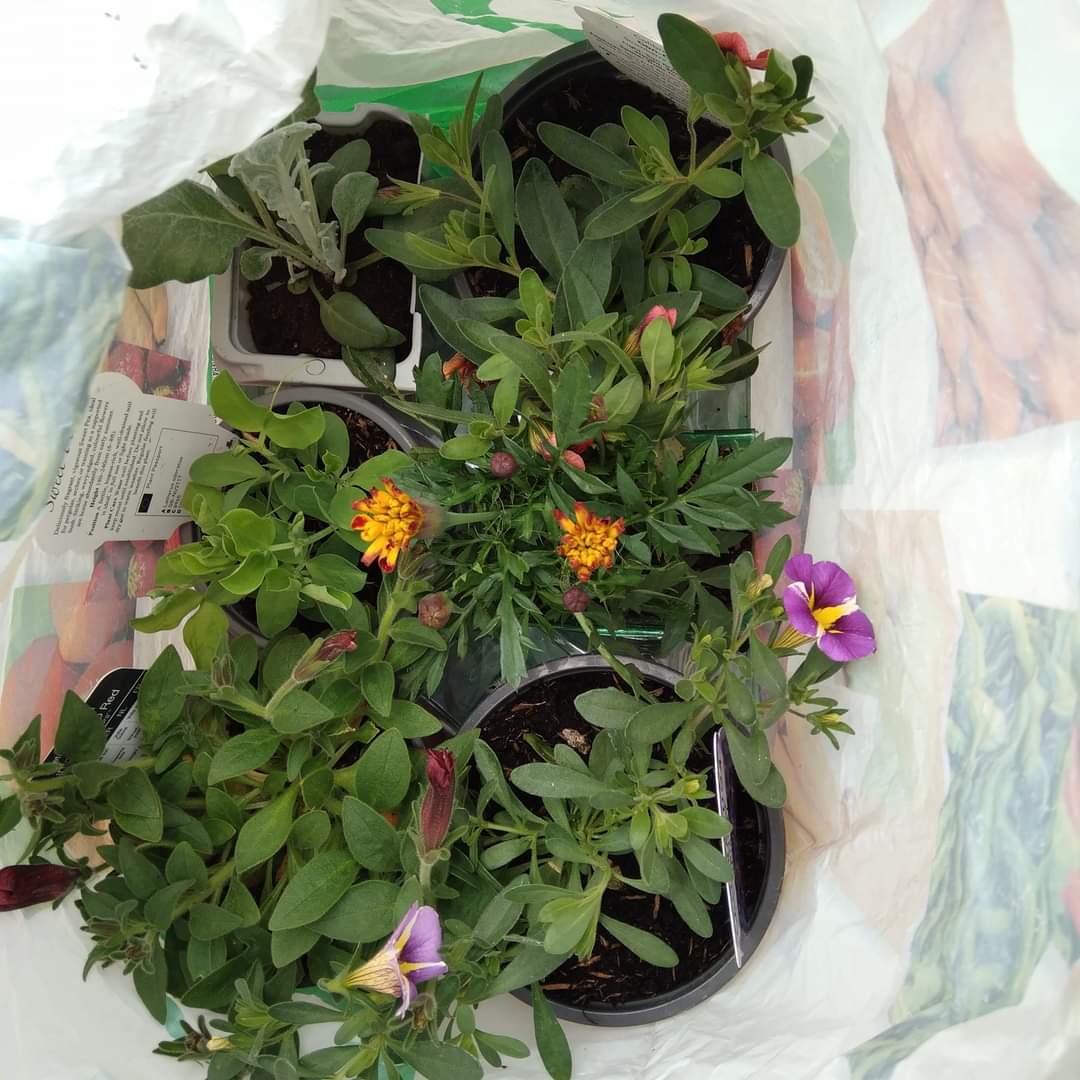 Come along today at 10am to our Gardening and information session.
🌿🌼♻️🌳
As it's our last session we will be having pizza cooked on site🍕
There are seeds available to take home and grow your own sunflowers 🌻 
@NBAPAdvice <a href="/ayebelfast/">ArdoyneYouthEnterprise</a>