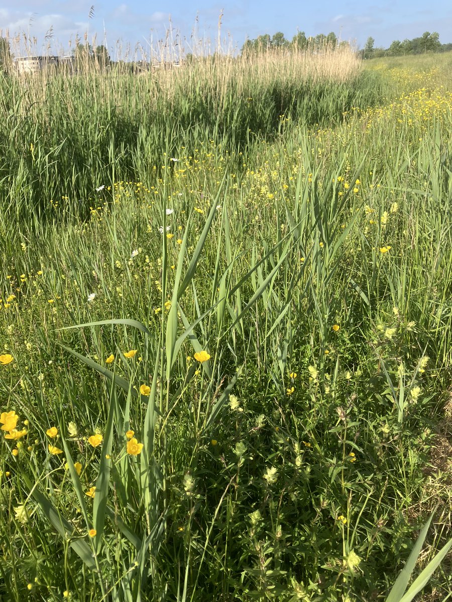 witblok's tweet image. Hardlopen. Rondje eigen omgeving. Prachtig! @gemZoetermeer