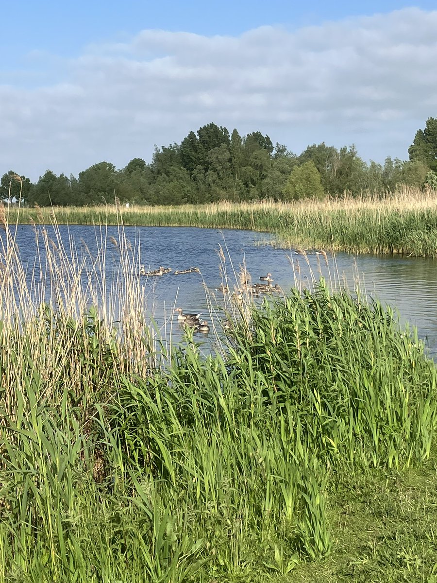 witblok's tweet image. Hardlopen. Rondje eigen omgeving. Prachtig! @gemZoetermeer