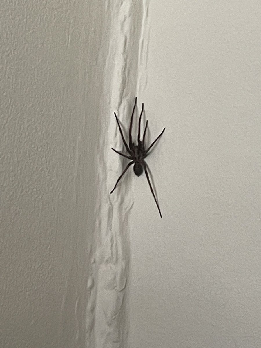 GiftsForDevs's tweet photo. @BritishSpiders I may need some new pants… Isn’t it a bit early for them to be running round scaring people?! 😳 https://t.co/gOzDrMlxHF