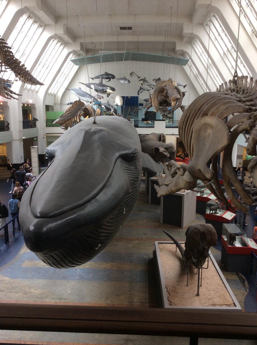 Mab's Cross Primary tweet media