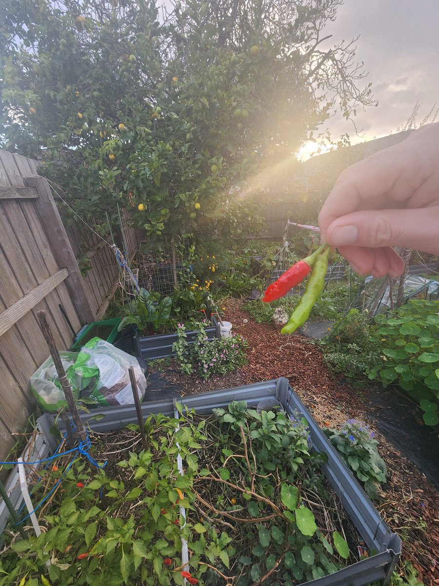 nick_komo's tweet photo. Buying produce in Melbourne is rubbish. Healthier to grow your own #healthy #vegiepatch #Coles #Woolworths #Melbourne https://t.co/4Je9bv8K8e