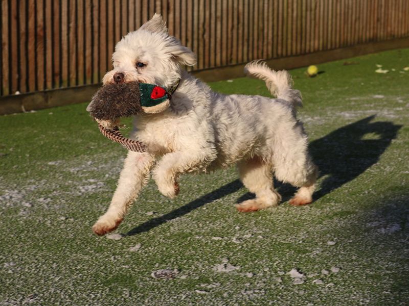 Please retweet to help Susie find a home #GLASGOW #SCOTLAND 
Sweet little crossbreed aged 8+. Sadly returned to the shelter as she doesn't like other dogs💔
She's looking for a pet free home with any children aged 14+. Please give an extra share. 
DETAILS
dogstrust.org.uk/rehoming/dogs/…