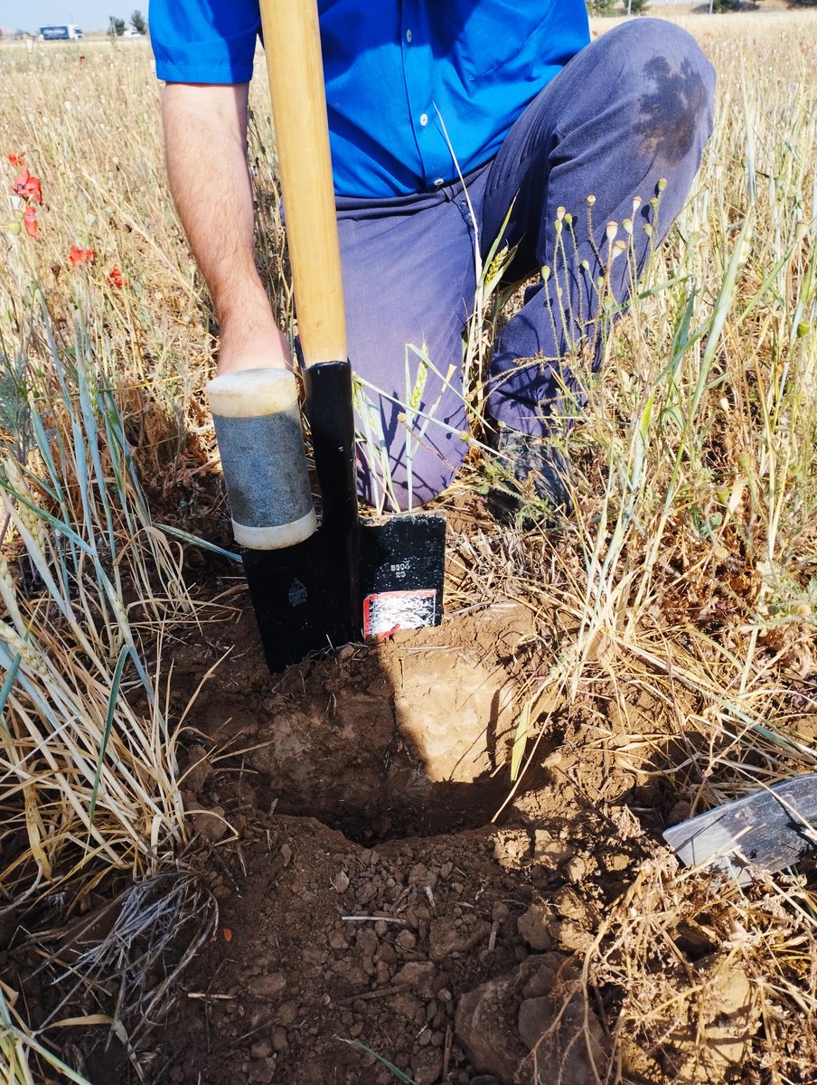 Sampling soils at #INIA_LaCanaleja for the @AGROECOseqC project. Virtually no yield due to the worst #drought in 30 years, we'll see what happens with soil biodiversity :((
Thanks @paulalilloo, @BarguesMarta, Patricia, Valentina and  M. Ángel for your help!
@INIA_es