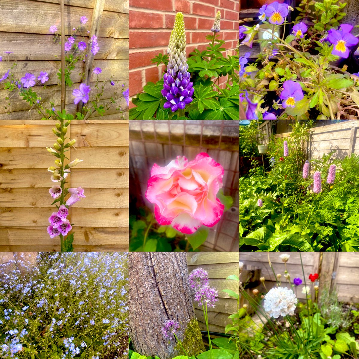 🌸🌺🪻#flowersonfriday