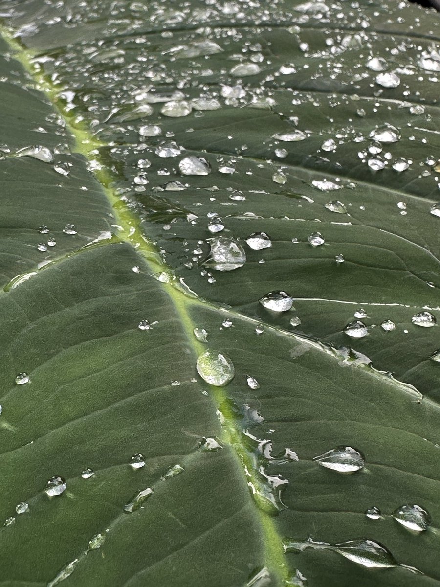 Raindrops on elephant ear leaves.
#MattiDoingArt #nature #naturephotography #greenfriday #green #macro #macrophotography #closeup #closeupphotography #iphonography #leaves #leaf #foliagefriday #foliage #leaveonlyleaves #leafphotography #natureromantix #elephantearplant #raindrops