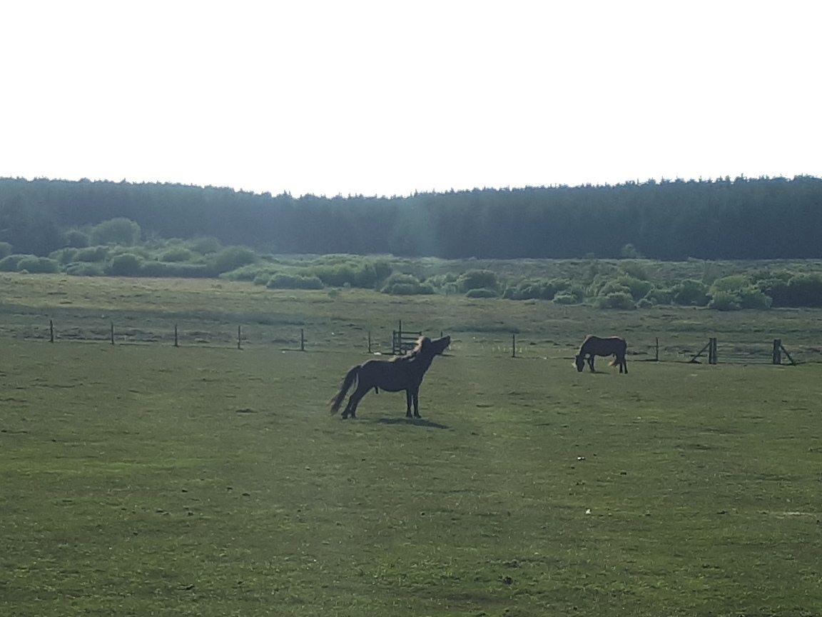 DavidstowInfo's tweet image. As is usually the case on #Davidstow Moor, there were plenty of wild(ish) animals to be seen.

There were plenty of birds to be seen and heard as well, including several skylarks. However my camera equipment wasn't up to recording them for posterity!

2/2