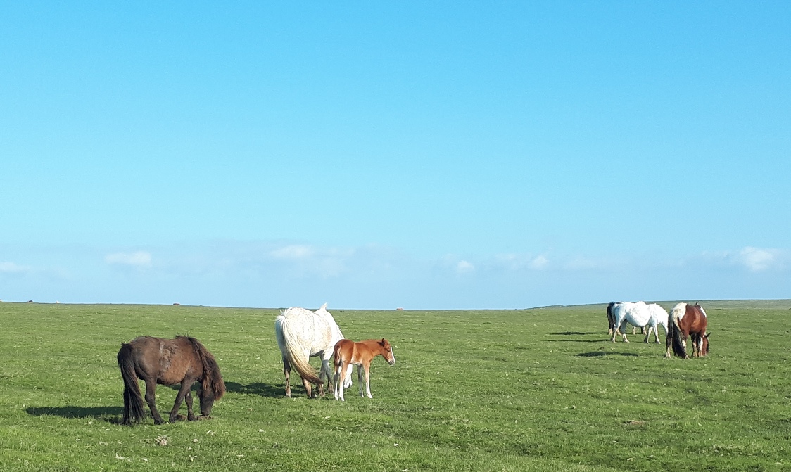 DavidstowInfo's tweet image. As is usually the case on #Davidstow Moor, there were plenty of wild(ish) animals to be seen.

There were plenty of birds to be seen and heard as well, including several skylarks. However my camera equipment wasn't up to recording them for posterity!

2/2