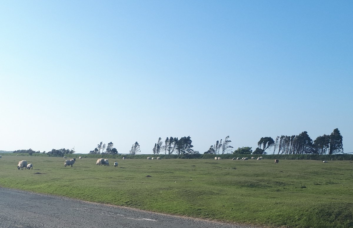 DavidstowInfo's tweet image. As is usually the case on #Davidstow Moor, there were plenty of wild(ish) animals to be seen.

There were plenty of birds to be seen and heard as well, including several skylarks. However my camera equipment wasn't up to recording them for posterity!

2/2