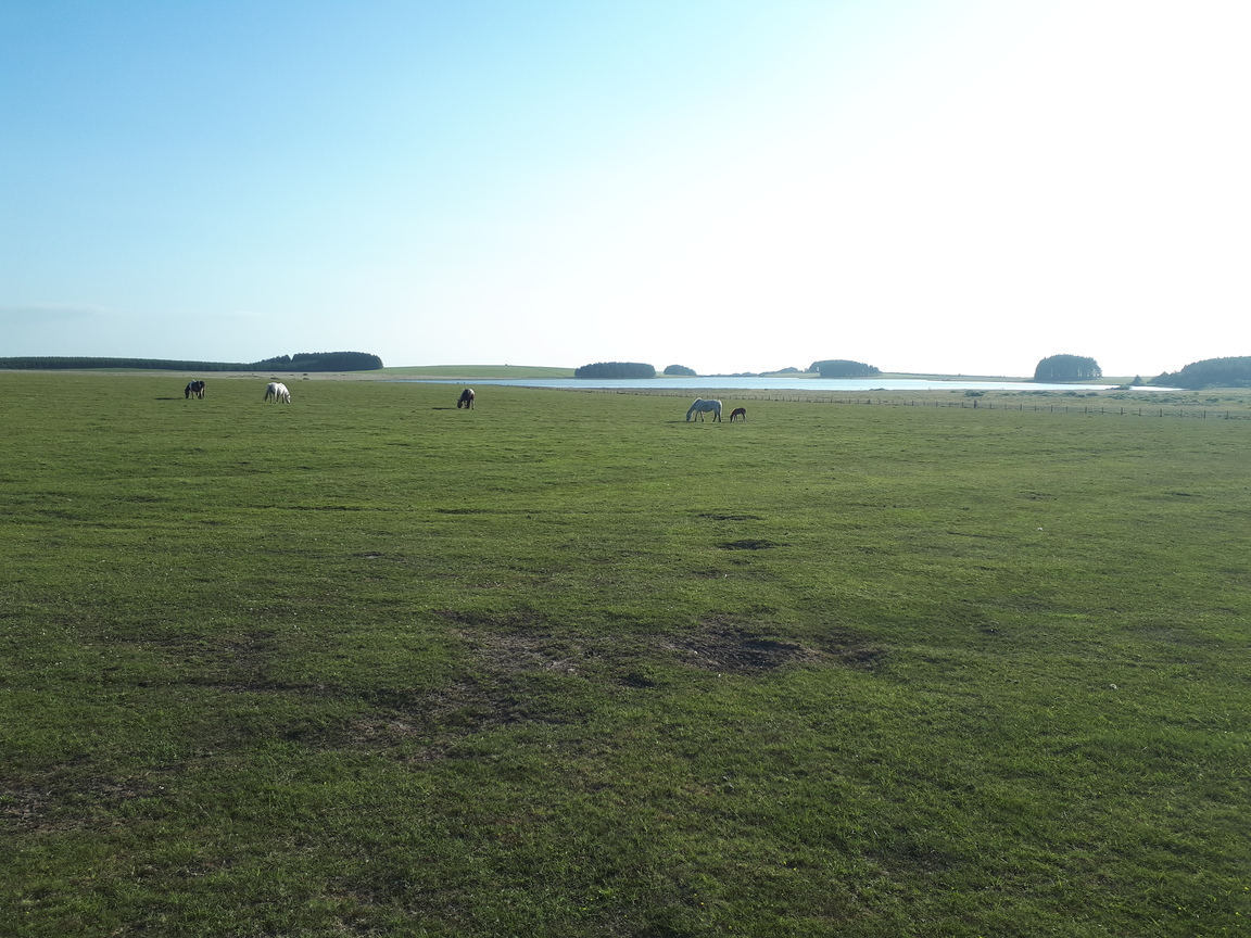 DavidstowInfo's tweet image. As is usually the case on #Davidstow Moor, there were plenty of wild(ish) animals to be seen.

There were plenty of birds to be seen and heard as well, including several skylarks. However my camera equipment wasn't up to recording them for posterity!

2/2