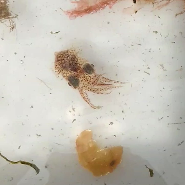 A great day out on RV Callista this week with <a href="/portsmouthuni/">University of Portsmouth</a> Masters students, learning about different sampling methods and practicing ID skills. We thought this tiny 3 cm #squid may have been a type of bobtail, called "little cuttlefish". Thanks for having us <a href="/unisouthampton/">University of Southampton</a>