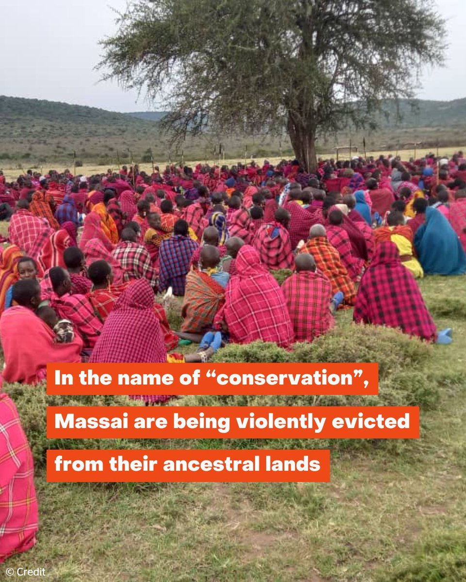 The Maasai have lived in Loliondo and Ngorongoro for many generations in harmony with the land, wildlife and biodiversity.
PASTORALISTS DON'T DESTROY NATURE - COLONIAL CONSERVATION DOES
More info👉pingosforum.or.tz/speakers-tour-…
#MaasaiShallNotDie #DecolonizeConservation #OurLandOurLife