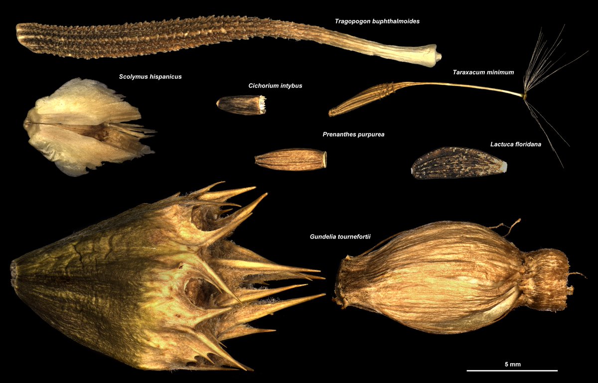 #Asteraceae fruit morphology diversity (a sample of)